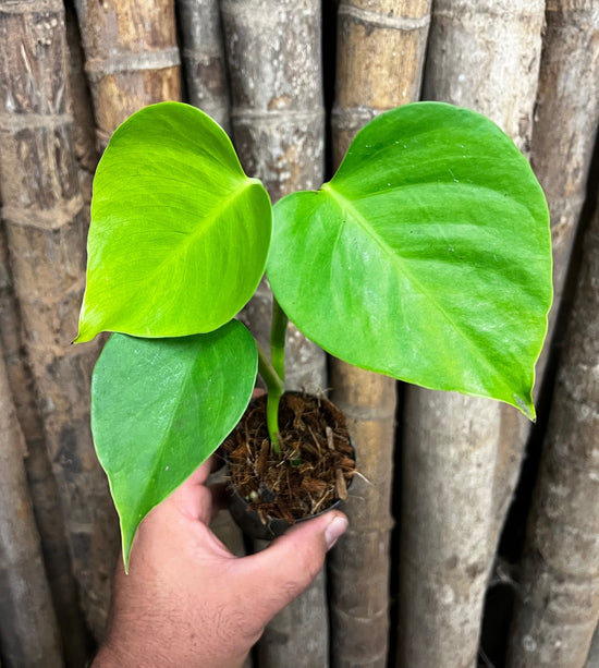Monstera &