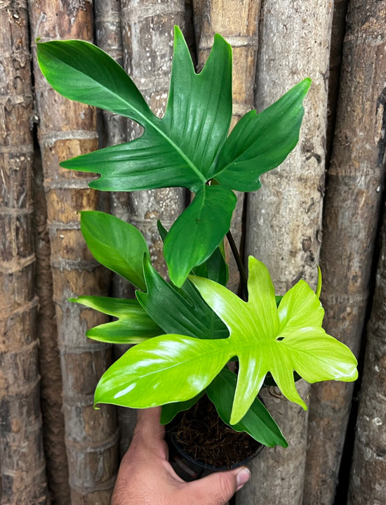 Philodendron &