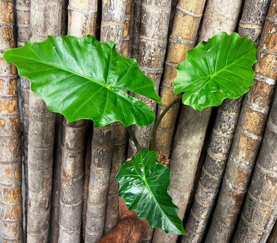 Alocasia &