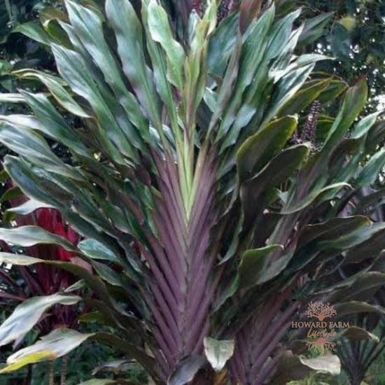 Cordyline &