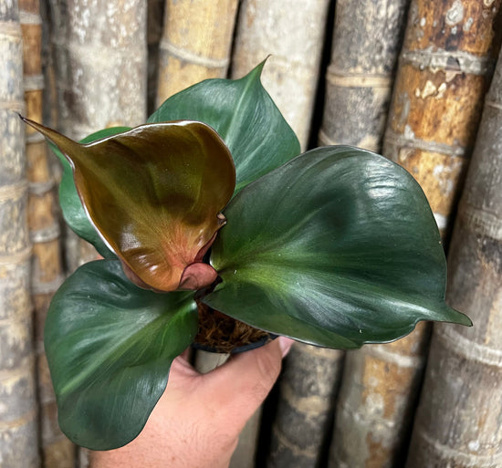Philodendron &