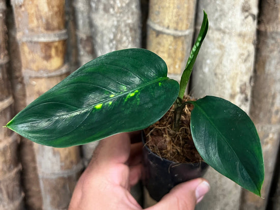 Dieffenbachia &