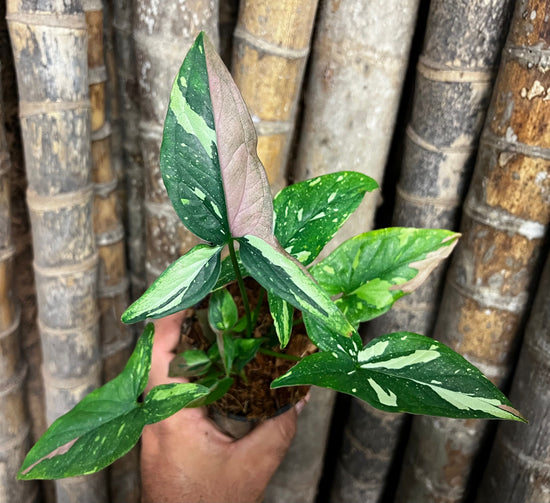 Syngonium &