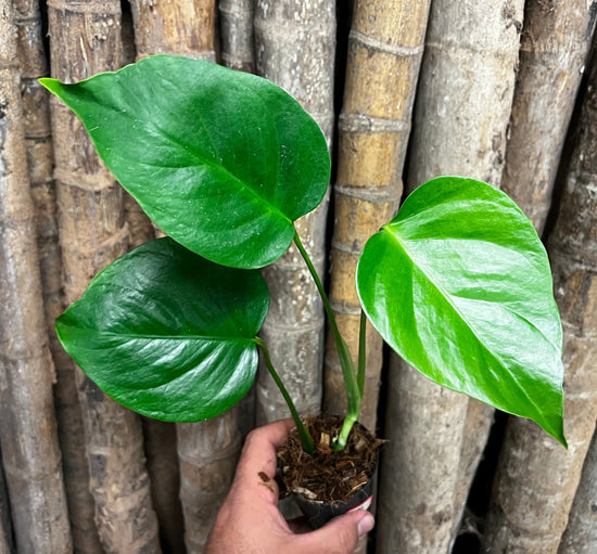 Monstera &