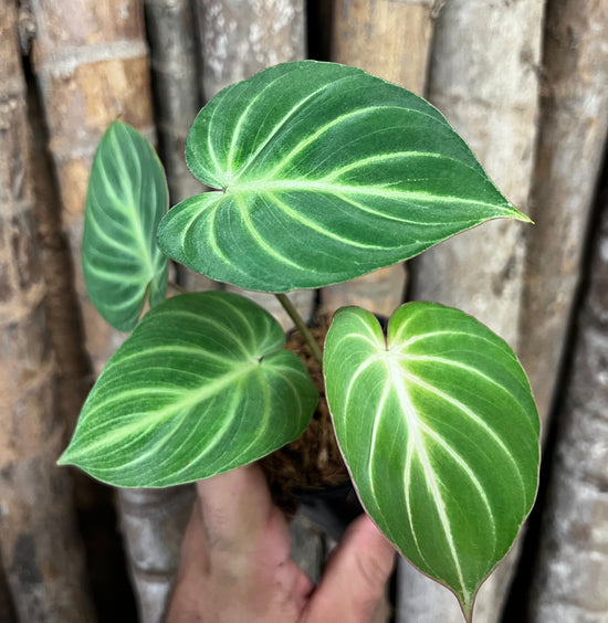Philodendron &