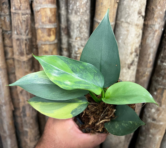 Philodendron &