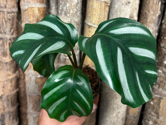 Calathea &