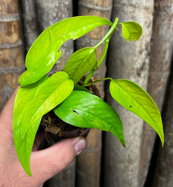 Epipremnum pinnatum &