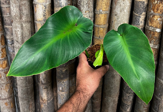 Philodendron &