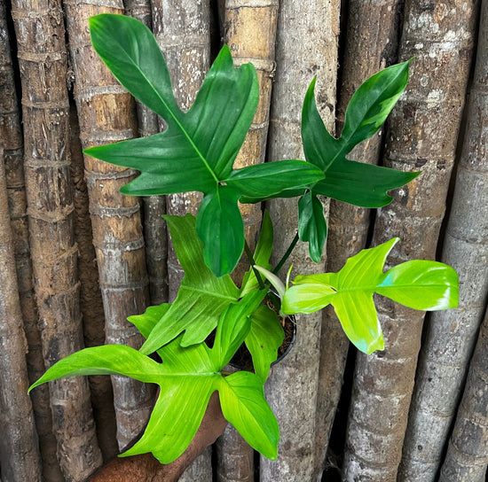 Philodendron &