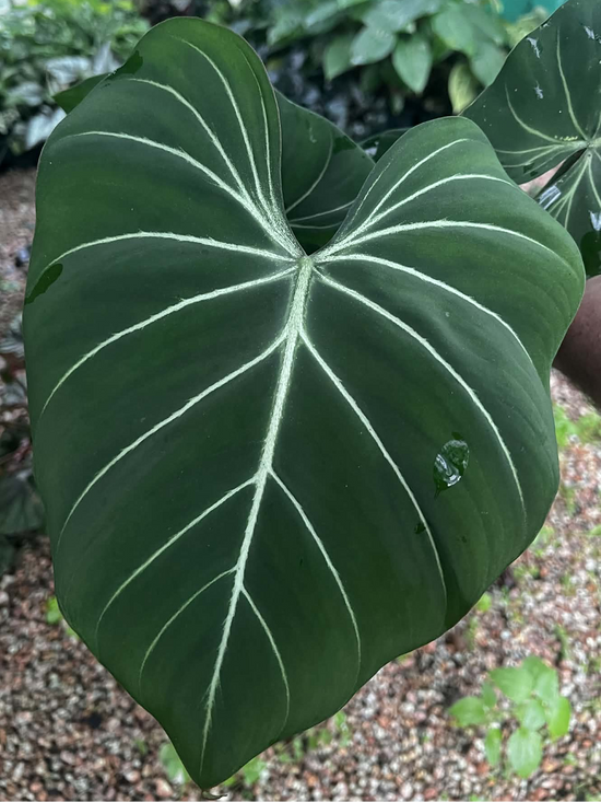Philodendron &