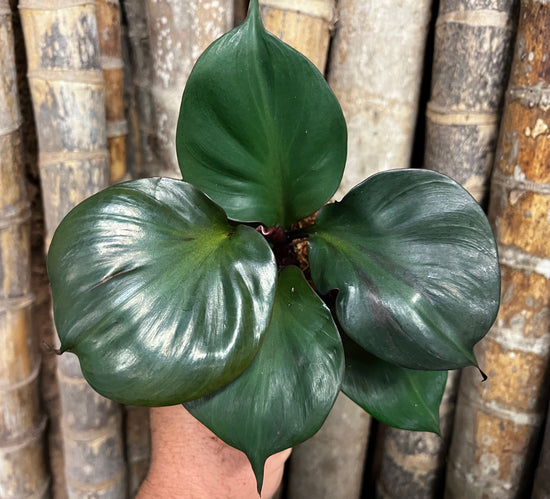 Philodendron &