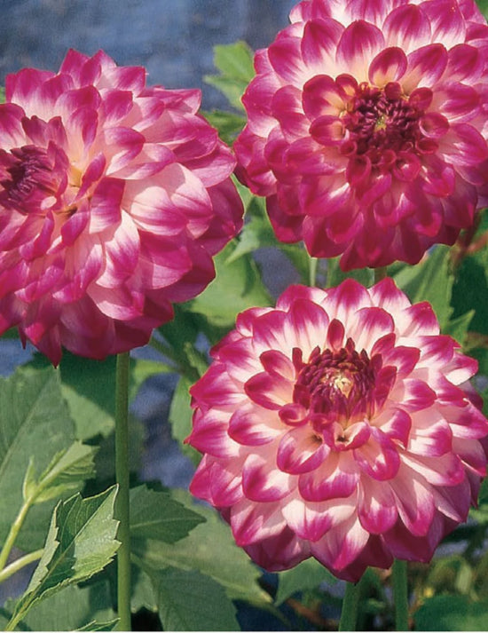 Dahlia Gambier Jane