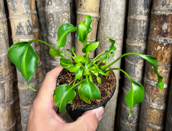 Philodendron &