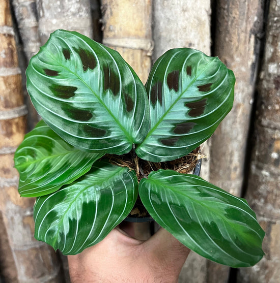 Maranta &