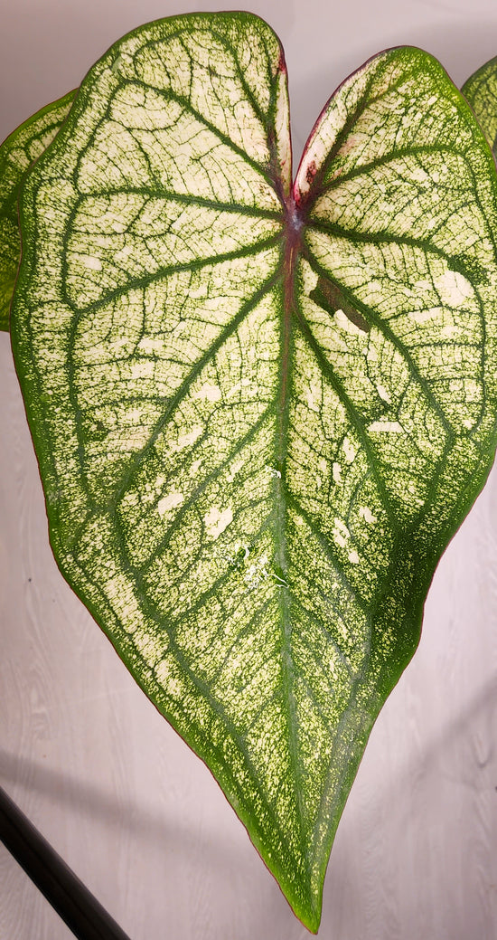 Caladium &