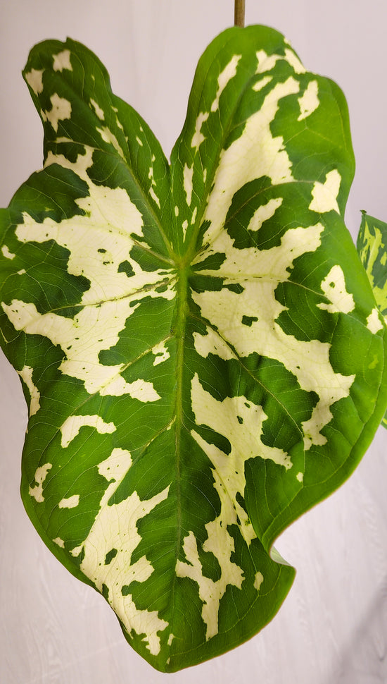 Caladium &