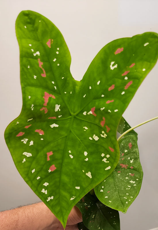 Caladium &