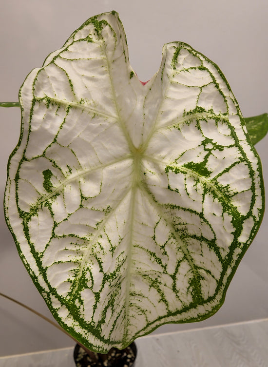 Caladium &