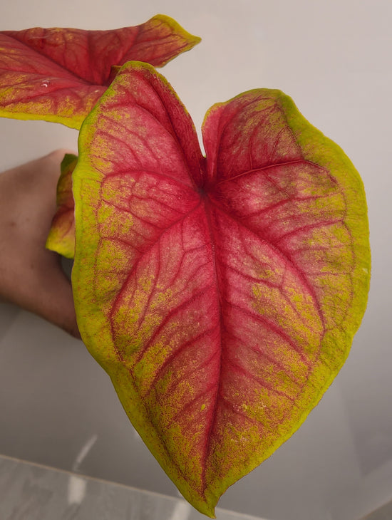 Caladium &