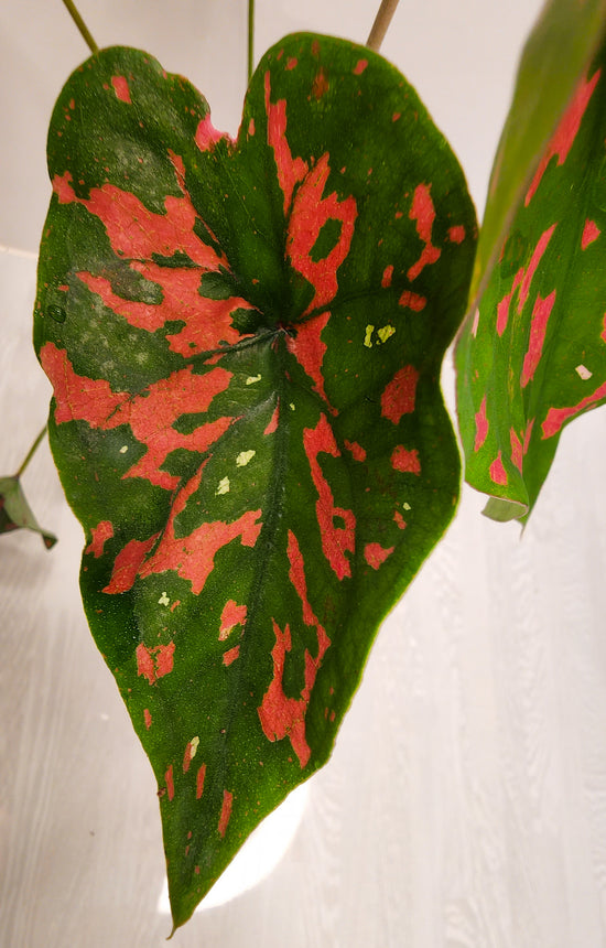 Caladium &