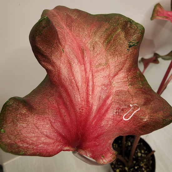 Caladium &