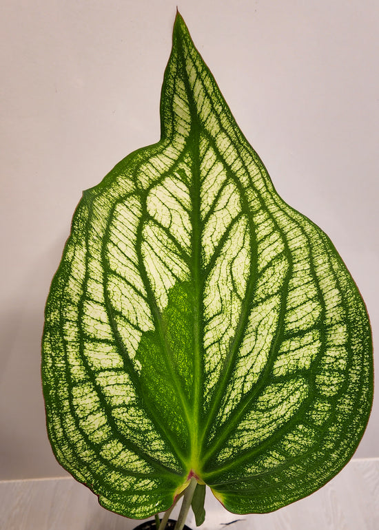 Caladium &