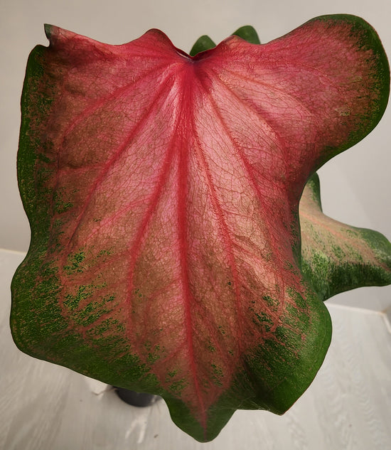 Caladium &