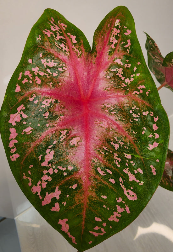 Caladium &