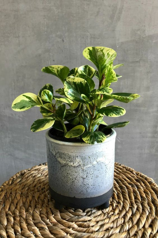 Peperomia obtusifolia Variegated 75mm Pot