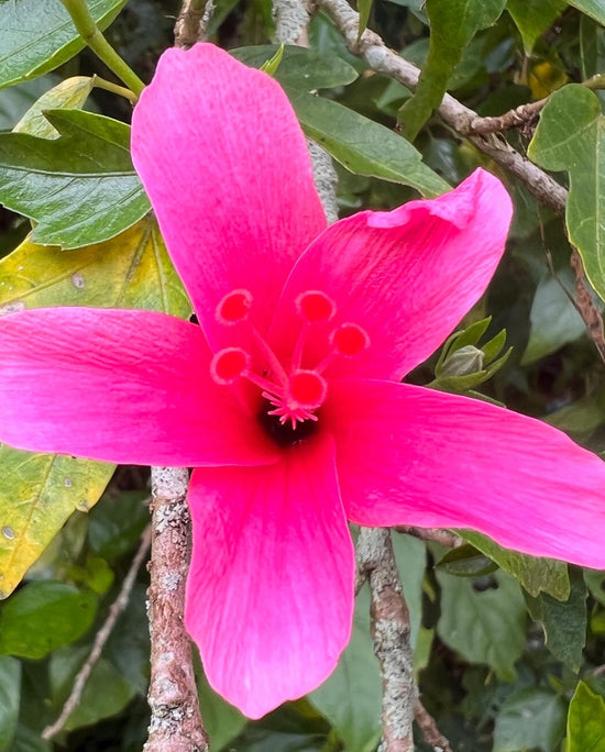 Hibiscus &