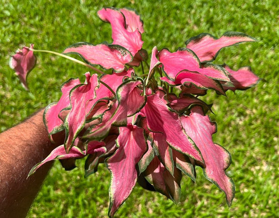 Caladium &