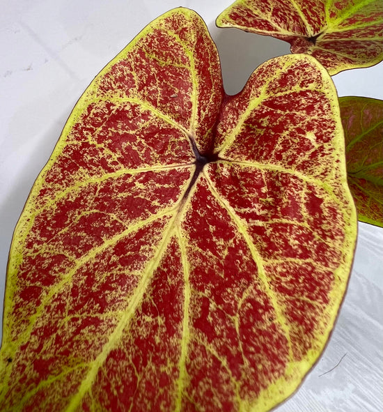 Caladium &