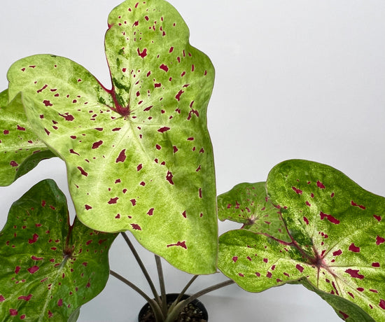 Caladium &