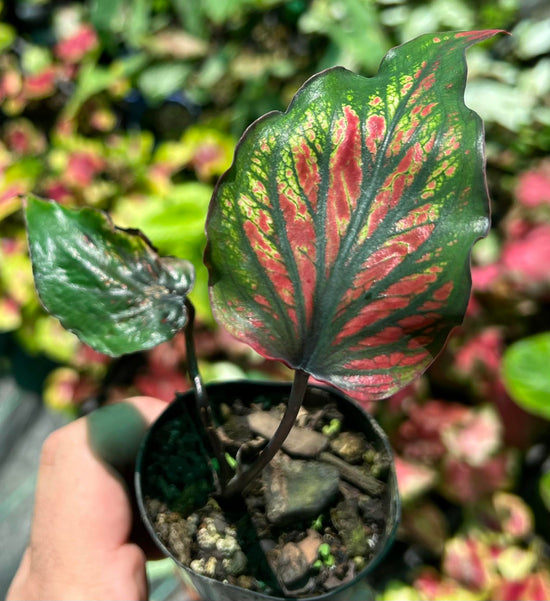 Caladium &
