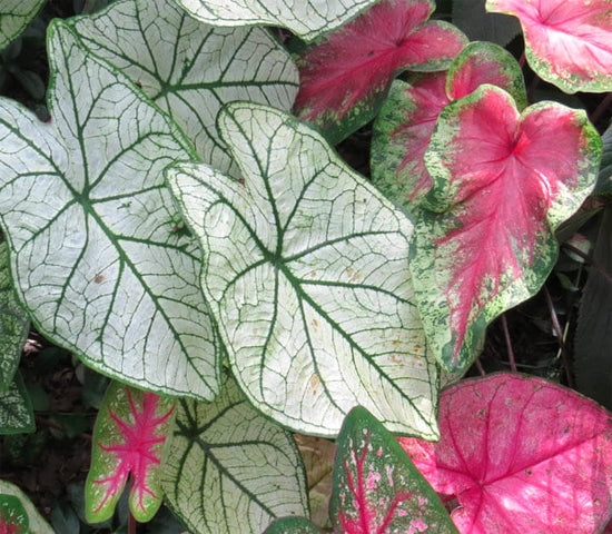 Assorted Caladium Plant -  in 45mm Pot (Baby/Tubestock Plant)