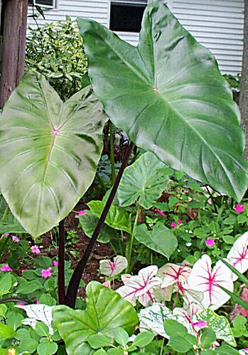 Colocasia &