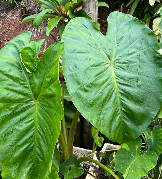 Colocasia &